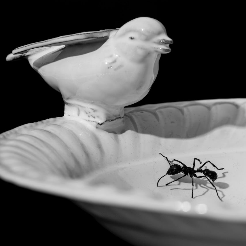 Oiseau footed bowl